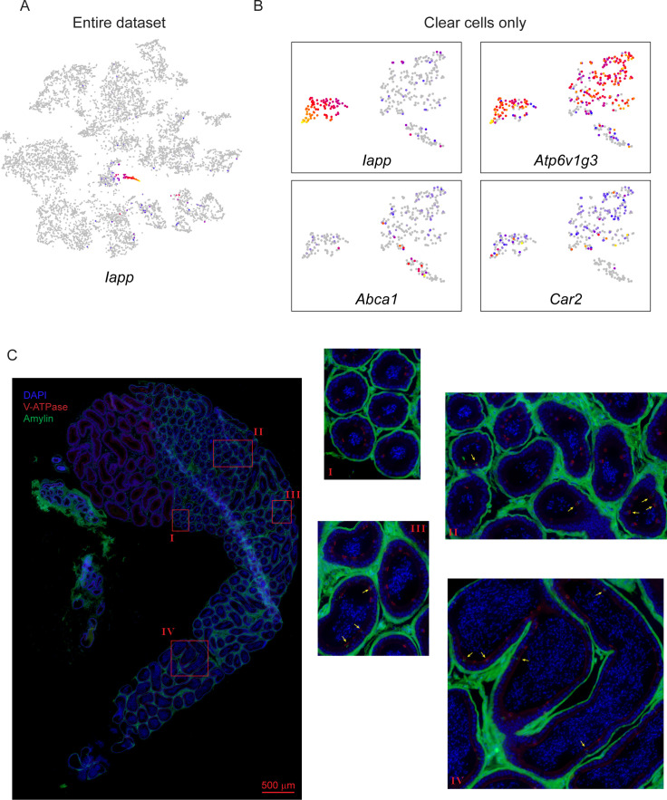 Figure 4—figure supplement 1.