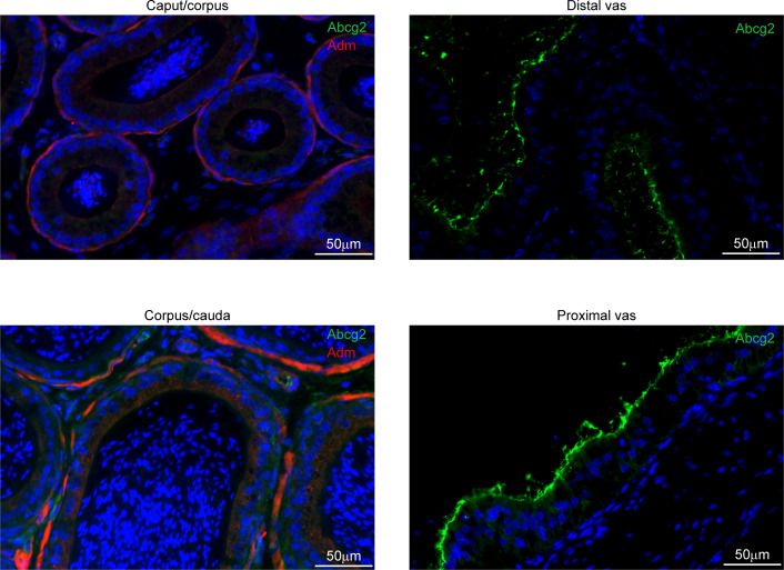 Figure 3—figure supplement 4.