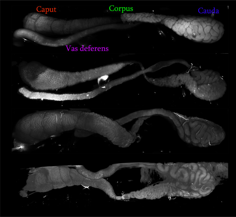 Figure 1—figure supplement 1.