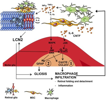 Figure 5