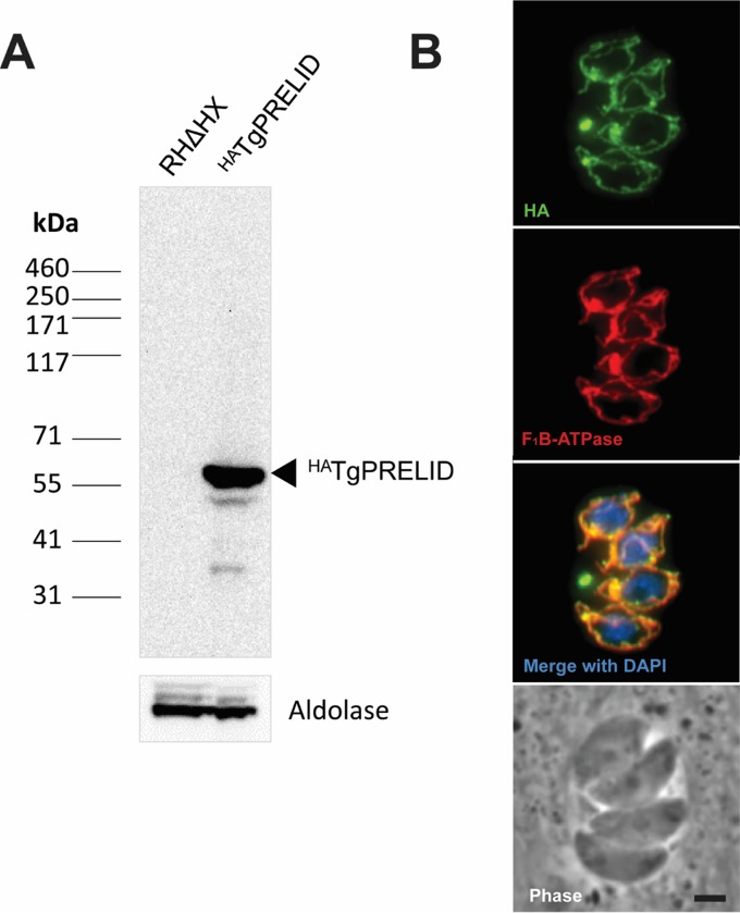 FIG 4 