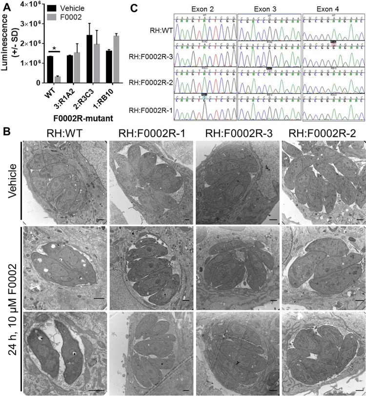 FIG 1 