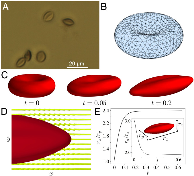 Fig. 5.