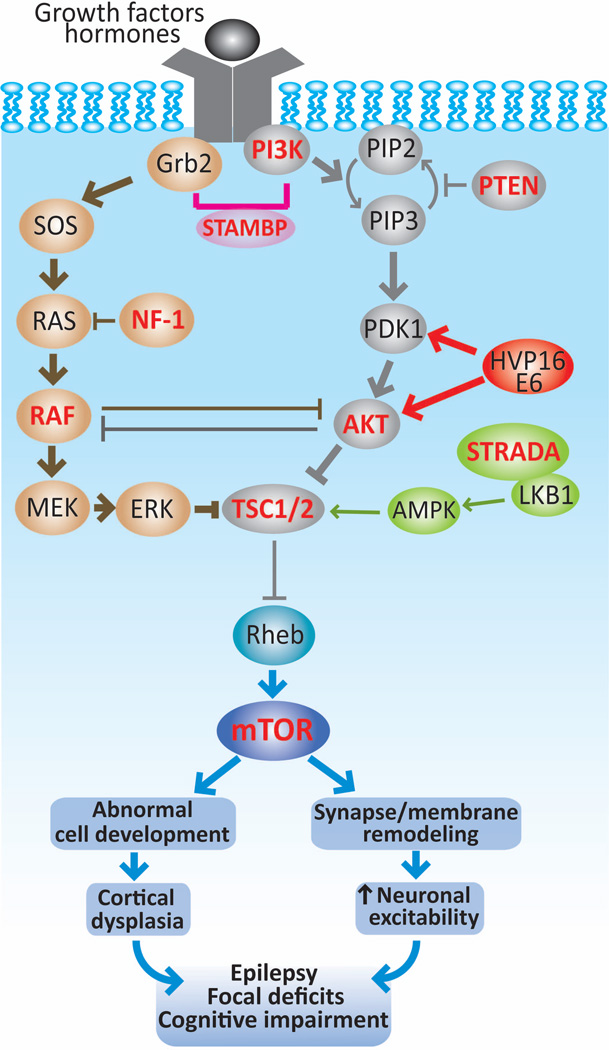 FIGURE 3