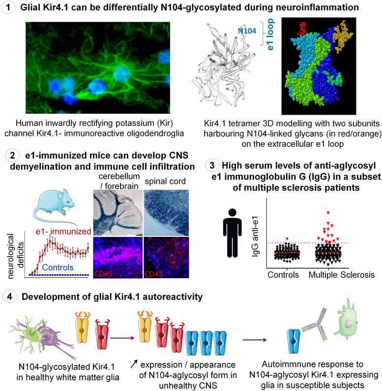 Graphical abstract