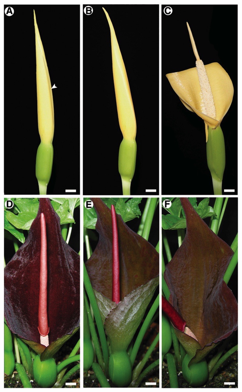 Fig. 4