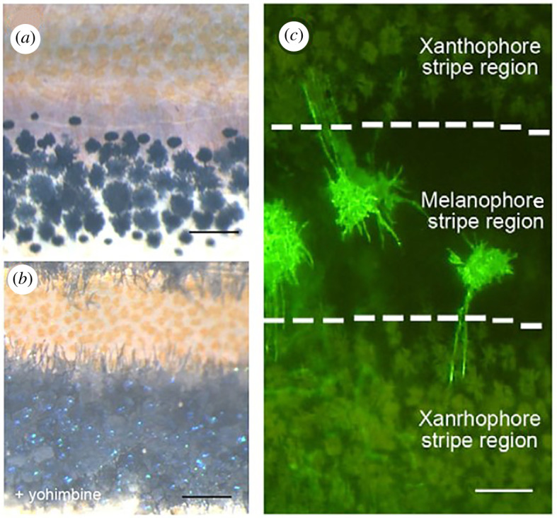 Figure 3. 