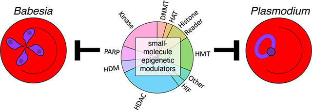 graphic file with name nihms-1795859-f0006.jpg