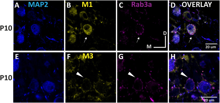 Figure 10.