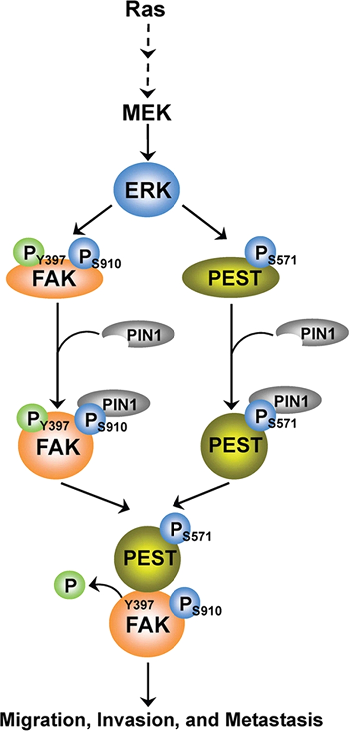 Fig. 8.