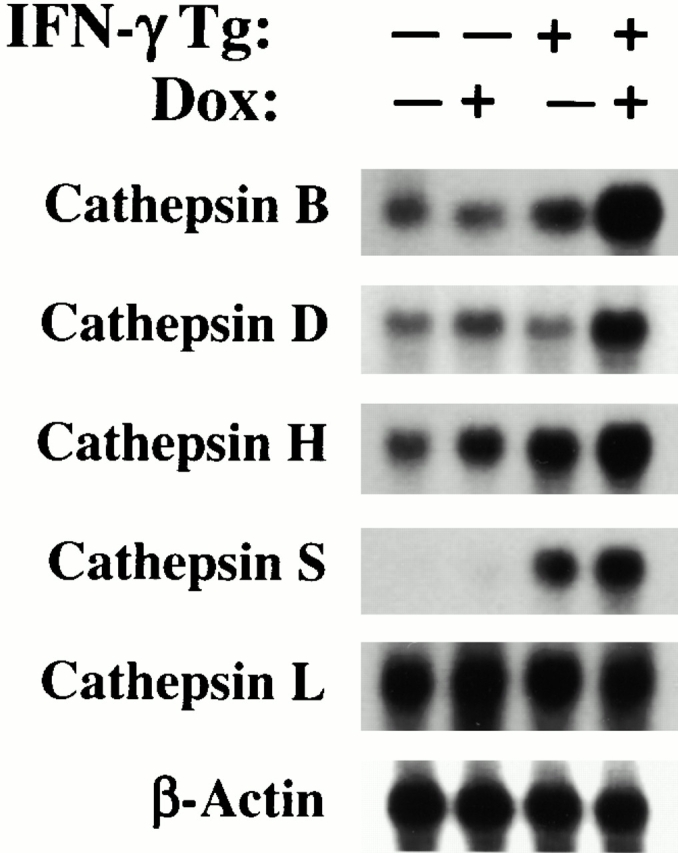 Figure 12