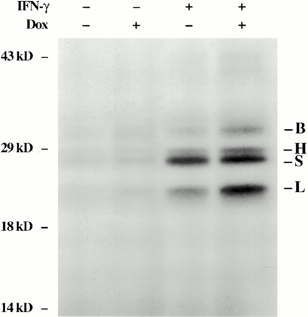 Figure 13