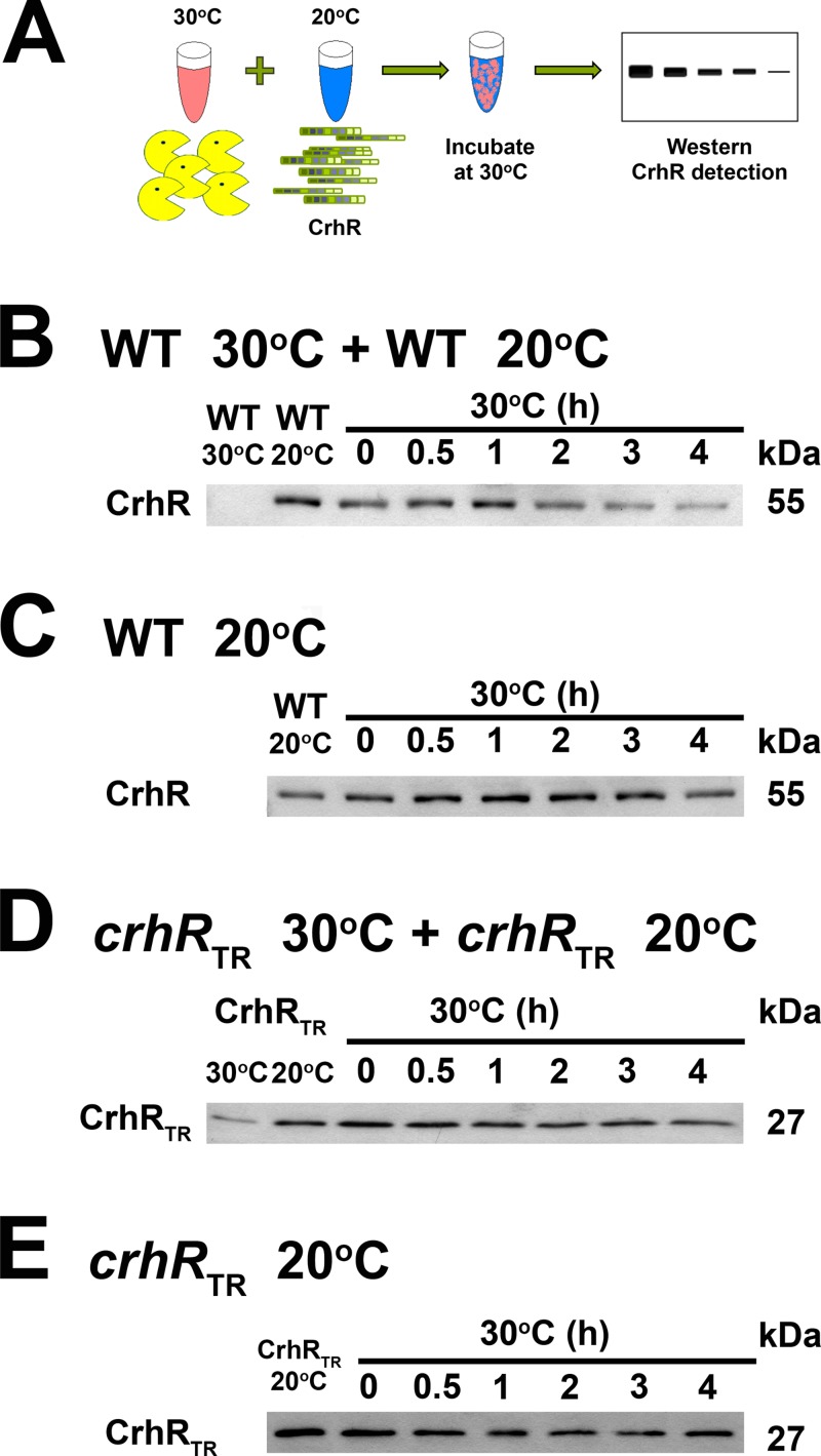 FIG 3