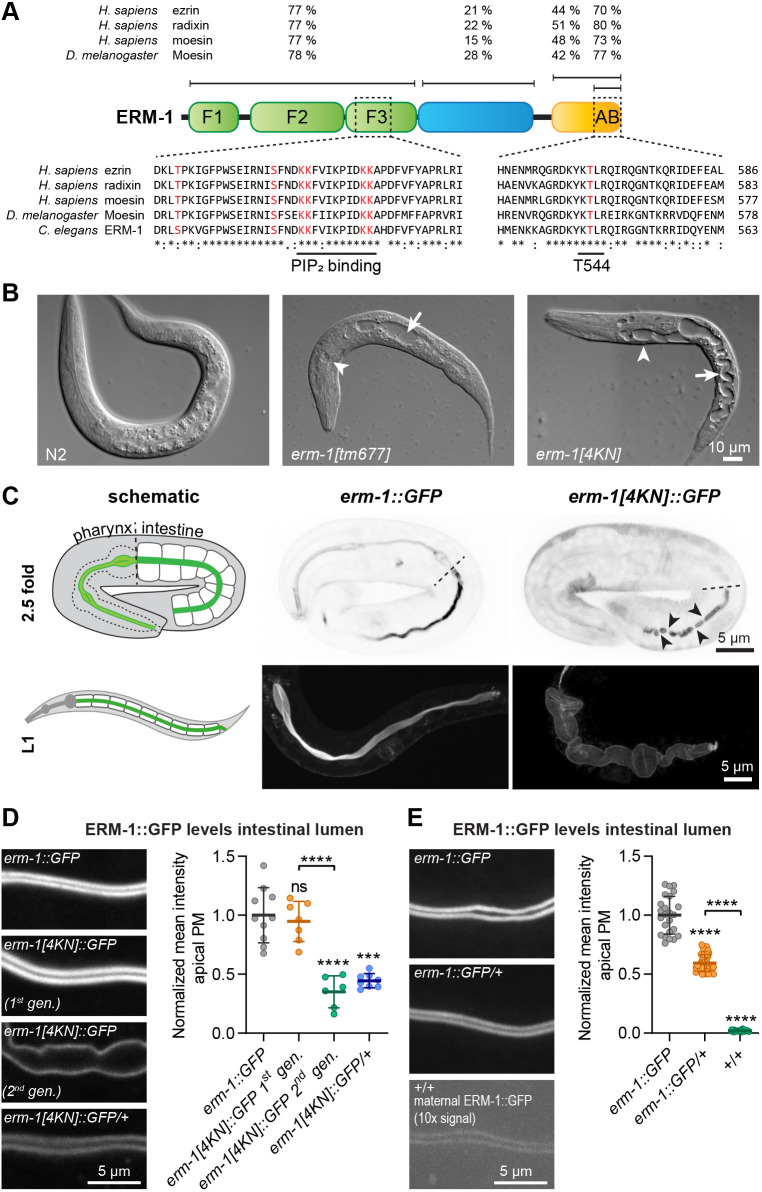 Fig. 1. ERM-1 activity and efficient membrane targeting require the PIP2-binding domain. (A) Conservation and domain organization of ERM-1. AB is the actin-binding domain. (B) Differential interference contrast microscopy images of an N2 animal and erm-1 mutants. Arrowheads point to the excretory canal and arrows to the intestinal lumen. (C) Intestinal lumen discontinuities (arrowheads) and widened intestinal lumen in erm-1[4KN]::GFP second generation homozygous 2.5-fold embryos and L1 larvae. ERM-1 localization in the schematic diagram is in green. Dashed line indicates the boundary between the pharynx and intestine. (D,E) Apical levels of GFP-tagged ERM-1 variants in the intestine of L1 larvae with indicated genotypes. Images were acquired and displayed with the same settings, except +/+ in E. In this and all other figures, imaging was done with spinning disk confocal microscopy unless otherwise indicated. PM, plasma membrane. Data shown are means±s.d. of six measurements per animal for the apical membrane, normalized to the mean intensity of GFP in erm-1::GFP controls (n=10, 7, 6 and 8 in D; and n=24, 40 and 28 in E). Error bars are mean±s.d. Tests of significance: Dunnett's T3 multiple comparisons test. ns, not significant. ***P≤0.001, ****P≤0.0001. Unless indicated otherwise, statistical comparisons are with erm-1::GFP.