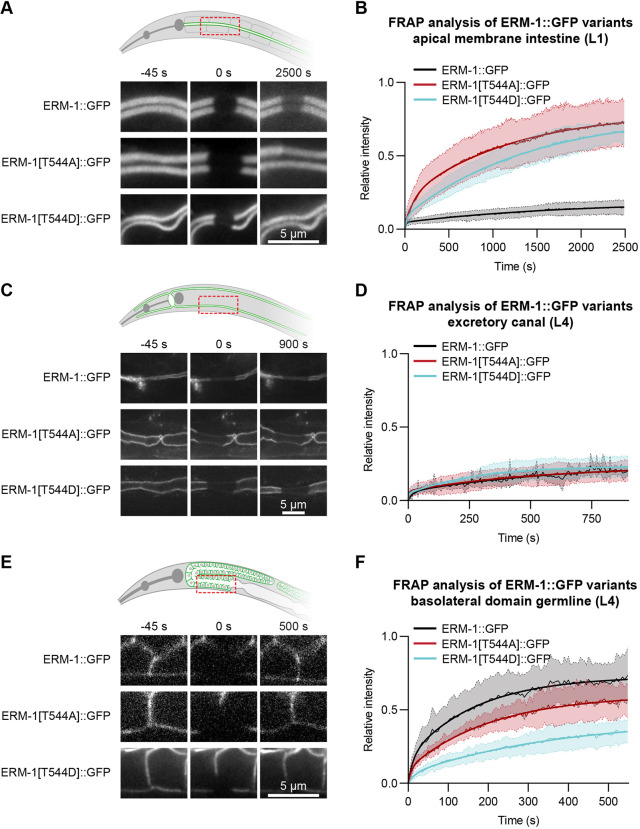 Fig. 7. T544 phosphorylation cycling is required for stable ERM-1 localization in the intestine. Stills from time-lapse movies (A,C,E) and FRAP curves (B,D,F) of GFP-tagged ERM-1 variants at the apical membrane of the intestine of L1 larvae (n=7 for ERM-1::GFP, n=8 for ERM-1[T544A] and n=7 for ERM-1[T544D]), the apical membrane of the excretory canal of L4 larvae (n=5 for ERM-1::GFP, n=4 for ERM-1[T544A] and n=4 for ERM-1[T544D]), or the basolateral membrane of the germline of L4 larvae (n=10 for ERM-1::GFP, n=7 for ERM-1[T544A] and n=7 for ERM-1[T544D]). Thin lines and shading represent the mean±s.d., and thick lines represent curve fitting of averaged FRAP data with a double exponential equation.