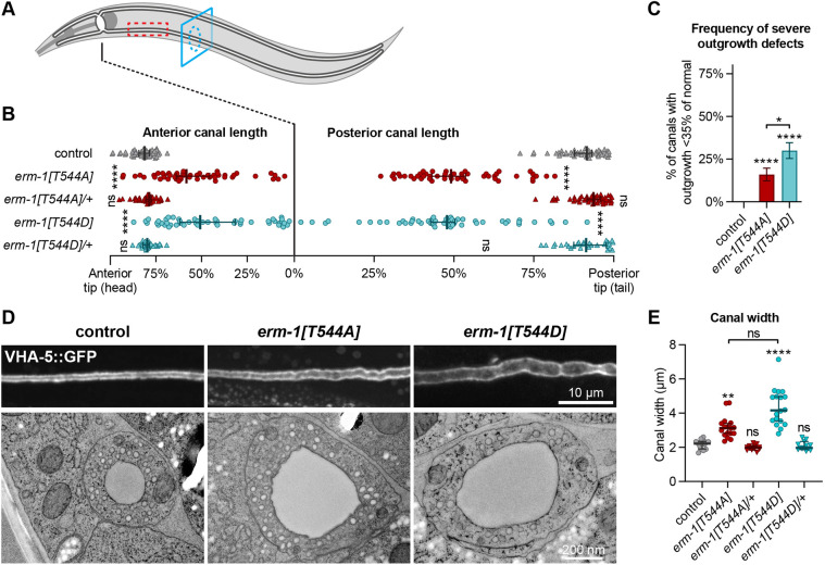 Fig. 3. ERM-1 T544 phosphorylation is required for excretory canal lumenogenesis. (A) Schematic drawing of the excretory canal system in an L4 animal. Red dashed rectangle and blue dashed circle indicate areas shown in D by fluorescence and electron microscopy, respectively. (B) Quantification of excretory canal outgrowth in L4 animals. All four canal branches were measured per animal, and each data point represents one branch (n=25, 25, 22, 25 and 14 animals from top to bottom). Error bars are the median±95% CI. (C) Frequency of anterior and posterior canals from B extending <35% of the distance between cell body and tips. (D) Lumen morphology in L4 animals visualized by using a VHA-5::GFP transgene (top panels) or in cross-section by transmission electron microscopy (bottom panels). (E) Quantification of canal width in L4 animals. Each data point represents the average of three measurements at the three widest points in a single posterior canal (n=15, 17, 13, 18 and 13). Error bars are the median±95% CI. Tests of significance: Dunn's multiple comparisons test for B and E; Fisher's exact test for C. ns, not significant. *P≤0.05, **P≤0.01, ****P≤0.0001. Outgrowth and width were measured by fluorescence microscopy using VHA-5::GFP as a marker. Unless indicated otherwise, statistical comparisons are with the VHA-5::GFP control line.