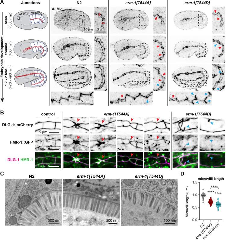 Fig. 4. Positioning of cell junctions in intestinal cells requires dynamic regulation of ERM-1 T544 phosphorylation. (A) Junction organization visualized by AJM-1 staining of fixed embryos at different stages. Insets to the right and bottom are enlarged views of the regions indicated by dashed rectangles. Red brackets indicate junction separation in bean stage. Blue arrows point to expansion or ectopic accumulation of junction material, and red arrows point to partial and full constrictions. Images are maximum intensity projections. In all panels, developmental times are the approximate time after fertilization at 20°C. (B) Junction organization in live L1 larvae expressing DLG-1::mCherry and HMR-1::GFP. Blue and red arrows are as in A. (C) Transmission electron microscopy images of intestinal microvilli in L4 animals. (D) Quantification of the length of microvilli (total microvilli quantified: wild type, 88 from five animals; erm-1[T544A], 168 from four animals; erm-1[T544D], 135 from five animals). Error bars are the median±95% CI. Dunn's multiple comparisons test of significance, ****P≤0.0001. Unless indicated otherwise, statistical comparisons are with N2.