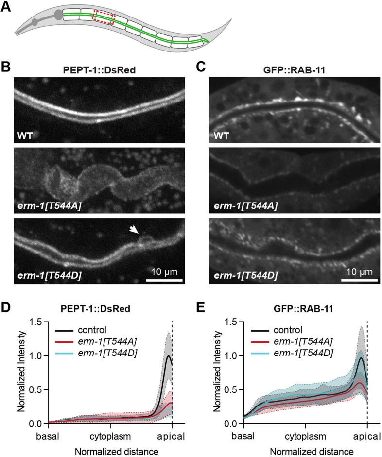 Fig. 5. Dynamic T544 phosphorylation is important for molecular specialization of the apical domain. (A) Graphical representation of the area imaged in B and C (dashed red rectangle). (B,C) Intestinal distribution of PEPT-1::DsRed and GFP::RAB-11 transgenes in L1 larvae. Images were acquired and displayed with the same settings for comparison. Images are maximum intensity projections. Arrow in B indicates a small patch of apical membrane observed at the lateral domain, which occurs with low frequency in ERM-1 T544D mutant animals. (D,E) Distribution plots of the mean±s.d. fluorescence intensity of PEPT-1::DsRed and GFP::RAB-11 along the apical-basolateral axis in intestinal cells of L1 larvae. Two measurements per animal were plotted separately (n=27 animals for control, n=22 for erm-1[T544A] and n=19 for erm-1[T544D]).