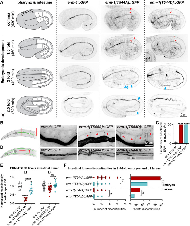 Fig. 6. T544 phosphorylation cycling supports apical recruitment of ERM-1 and intestinal lumen formation. (A) Distribution of ERM-1::GFP variants in different embryonic stages. Blue arrows indicate lumen discontinuities, and red arrowheads indicate examples of ectopic basolateral ERM-1 localization. (B) Basolateral localization (red arrowheads) of ERM-1::GFP variants in the intestine of L1 larvae. Images are overexposed for clarity. (C) Frequency of animals with ERM-1::GFP detectable at the basolateral membrane (n=58, 39 and 26). Statistical comparisons are with erm-1::GFP. (D) Apical localization of ERM-1::GFP variants in the excretory canal of L4 larvae. Red dashed rectangles in B and D indicate the area imaged. (E) Intensity of ERM-1::GFP variants at the apical intestinal membrane of L1 larvae. Each symbol represents an individual animal (n=10 for L1, and n=22, 19 and 17 for L4). Error bars are the median±95% CI. Statistical comparisons are with erm-1::GFP unless indicated otherwise. (F) Number of intestinal lumen discontinuities (median±95% CI) and fraction of animals with discontinuities in late embryos and L1 larvae (n=34, 41, 18 and 16 from top to bottom). Tests of significance: Fisher's exact test for D and bar graph in F; Tukey's multiple comparisons test for E; and Dunn's multiple comparisons test for dot plot in F. ns, not significant. **P≤0.01, ****P≤0.0001.