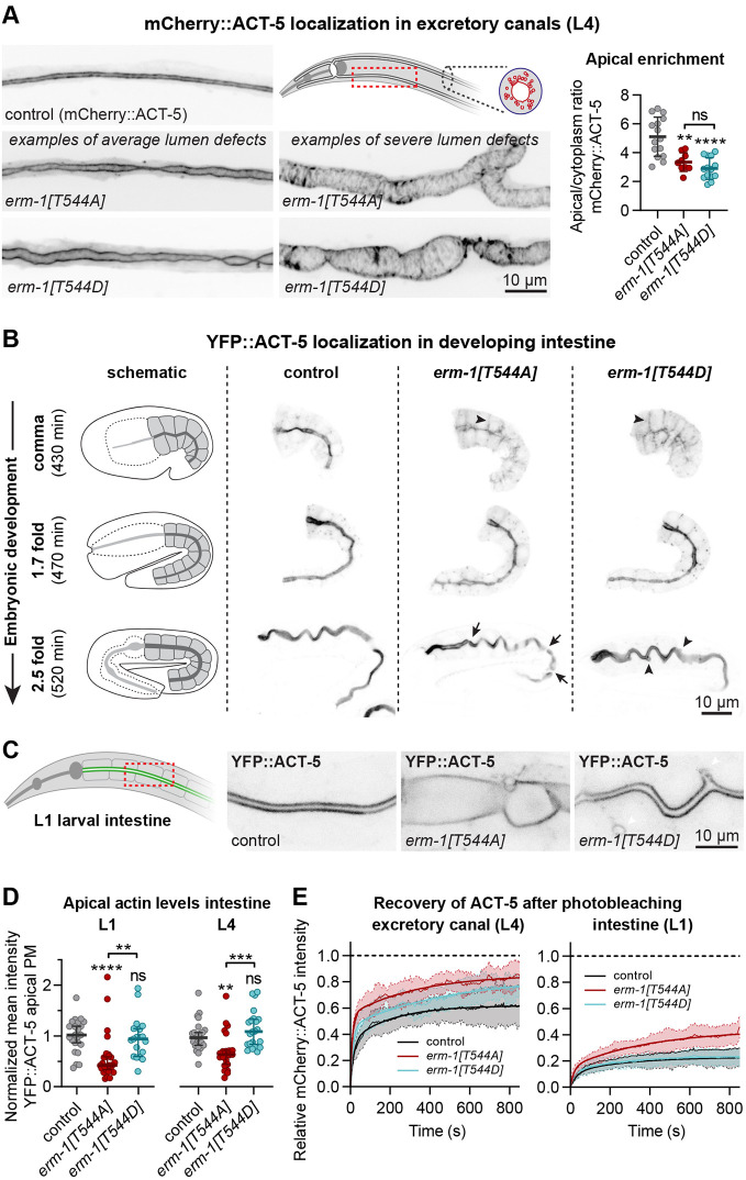 Fig. 8. Phosphorylation of T544 controls apical actin recruitment and dynamics. (A) Lumen morphology and distribution of mCherry::ACT-5 in the excretory canal of L4 larvae. Canal widths vary (see Fig. 3E), and examples of severely widened and less severely widened canals are shown. Graph shows apical-to-cytoplasmic ratio of mean intensity of mCherry::ACT-5. Each data point represents the average of three measurements in a single animal (n=15, 9 and 14). Error bars are the mean±s.d. (B,C) Intestinal distribution of YFP::ACT-5. Arrows indicate discontinuities. Arrowheads in comma stage indicate basolateral YFP::ACT-5, and arrowheads in 2.5-fold stage indicate ectopic expansions of the cortical actin network. (D) Quantification of YFP::ACT-5 levels at the intestinal apical membrane. Each symbol represents a single animal (n=23, 26 and 19 for L1 and n=24, 21 and 22 for L4). Error bars are the median±95% CI. Tests of significance: Dunnett's T3 multiple comparisons test for A; Dunn's multiple comparisons test for D. ns, not significant. **P≤0.01, ***P≤0.001, ****P≤0.0001. Statistical comparisons are with control unless indicated otherwise. (E) FRAP curves of apical mCherry::ACT-5 in the excretory canal of L4 larvae (n=14 for control, n=6 for erm-1[T544A] and n=7 for erm-1[T544D]) and apical YFP::ACT-5 in the intestine of L1 larvae (n=8 for control, n=13 for erm-1[T544A] and n=8 for erm-1[T544D]). Thin lines and shading represent the mean±s.d., and thick lines were obtained by curve fitting averaged FRAP data with a double exponential equation.