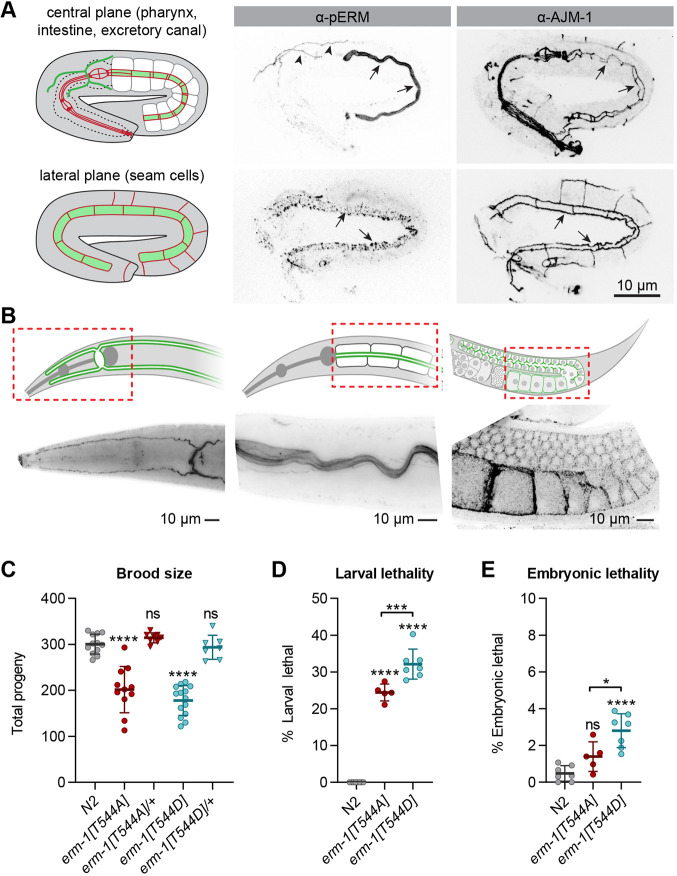 Fig. 2. T544 phosphorylation is not essential for ERM-1 activity. (A) Immunostaining of phosphorylated ERM-1 (pERM) and the junctional marker AJM-1 in N2 embryos. Arrows point to the intestinal lumen or seam cells and arrowheads to excretory canals. Images are maximum intensity projections. (B) Immunostaining of pERM in adults. In the graphical representations in A and B, red indicates junctional structures and green areas of ERM-1 localization. Dashed rectangles indicate areas imaged in B. The first two panels in B were imaged on an epifluorescence microscope. (C-E) Quantifications of brood size, larval lethality and embryonic lethality. Each symbol represents the progeny of an individual animal (n=12, 11, 8, 14 and 7 in C; n=8, 5 and 7 in D; and n=7, 5 and 7 in E). Error bars are the mean±s.d. Tests of significance: Dunnet's multiple comparisons test for C; Tukey's multiple comparisons test for D and E. ns, not significant. *P≤0.05, ***P≤0.001, ****P≤0.0001. Unless indicated otherwise, comparisons are with N2.