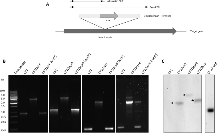 FIG 1