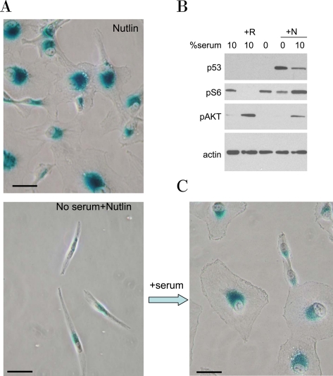 Figure 11.