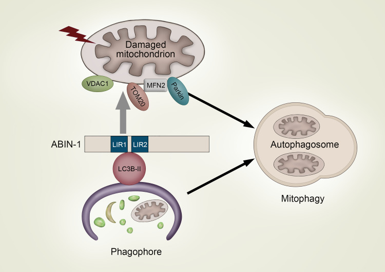 Figure 6.