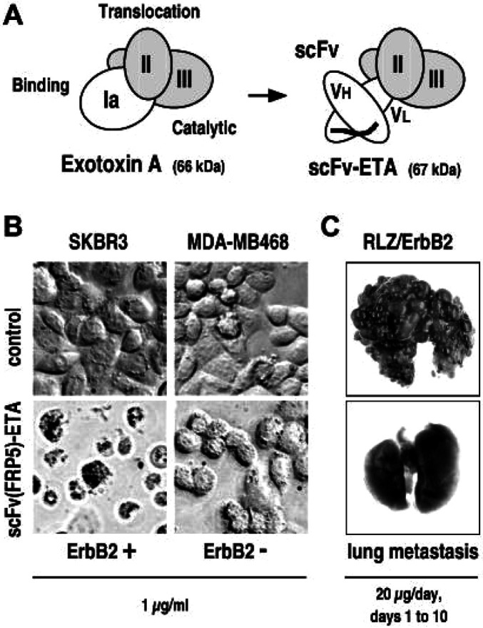 Fig. 1A