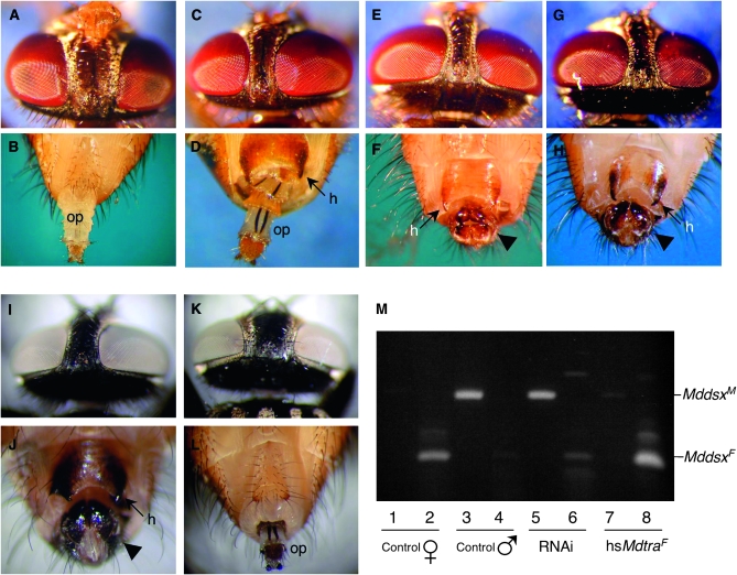 Figure 4.—