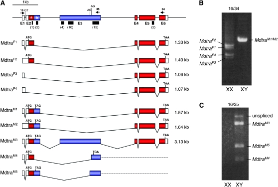 Figure 1.—