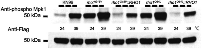 Fig 5