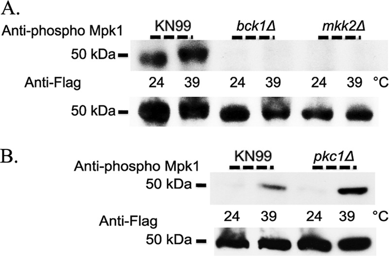 Fig 10