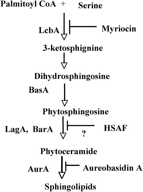 Figure 1.—