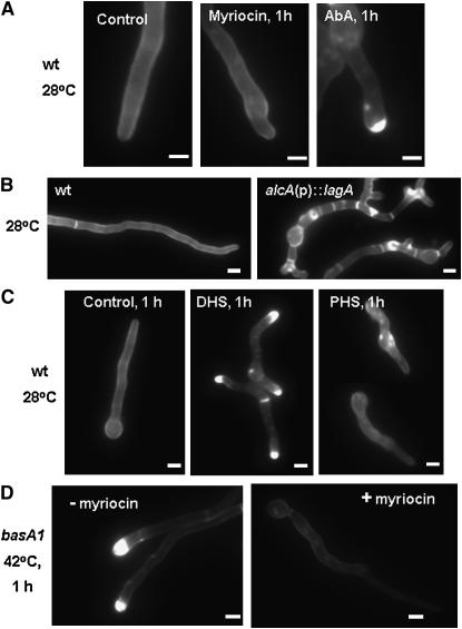 Figure 4.—