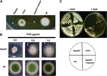 Figure 2.—