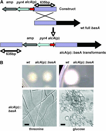 Figure 3.—