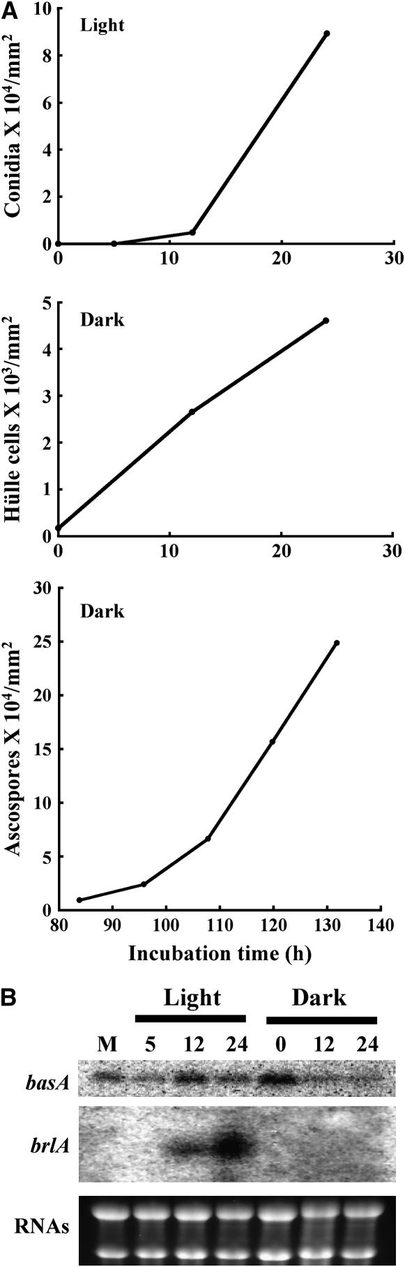 Figure 7.—