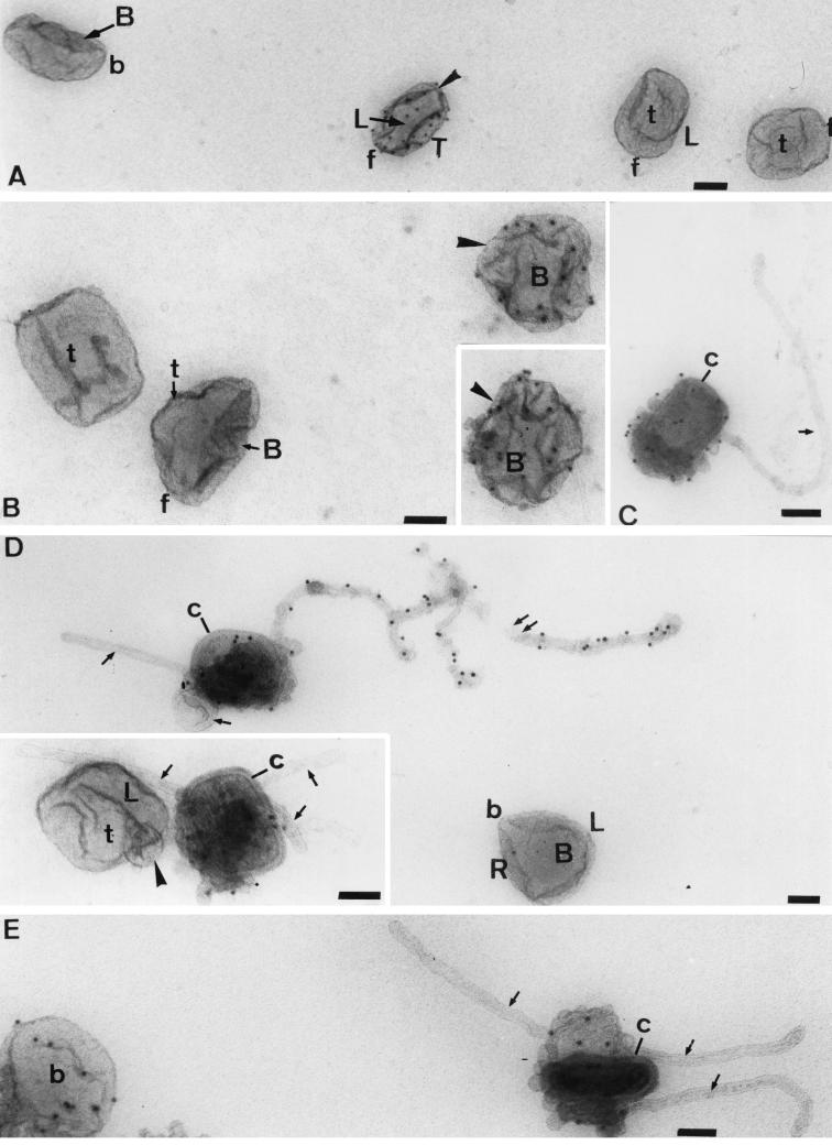 FIG. 11