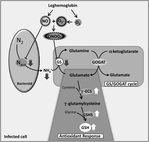 Figure 11.