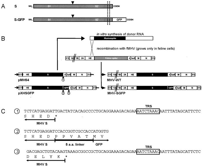 FIG. 1.