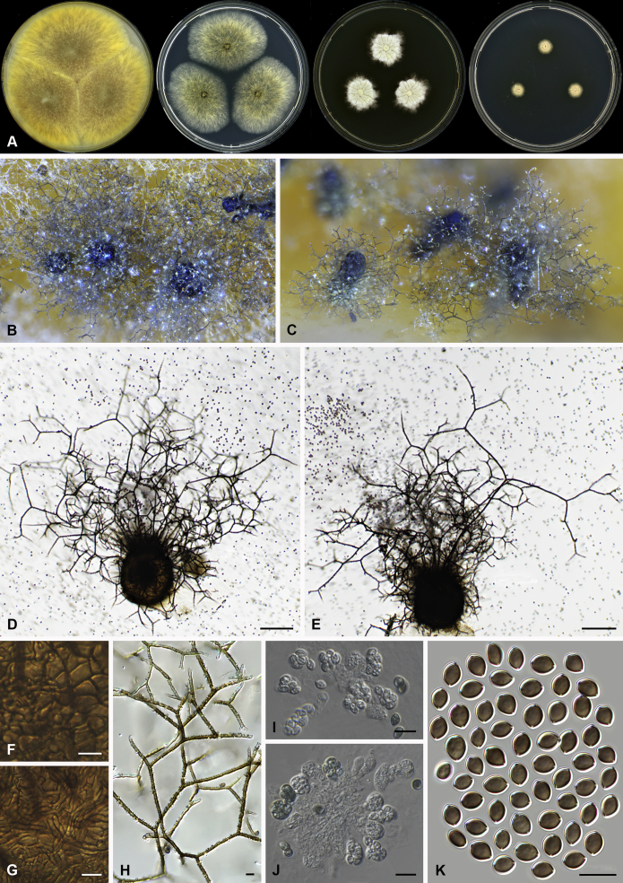 Fig. 33