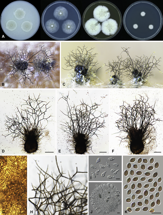 Fig. 29