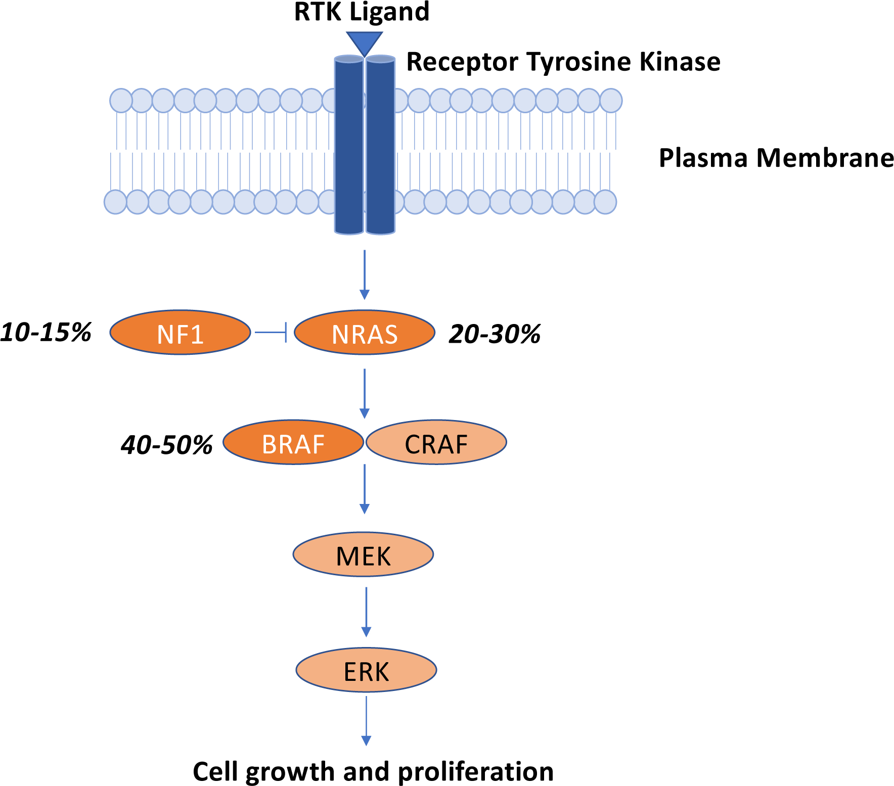 Fig. 1 –