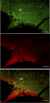 Fig. 3.