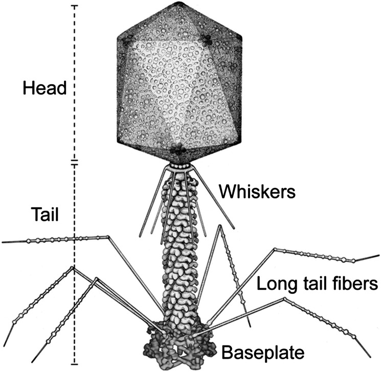 Fig. 1.