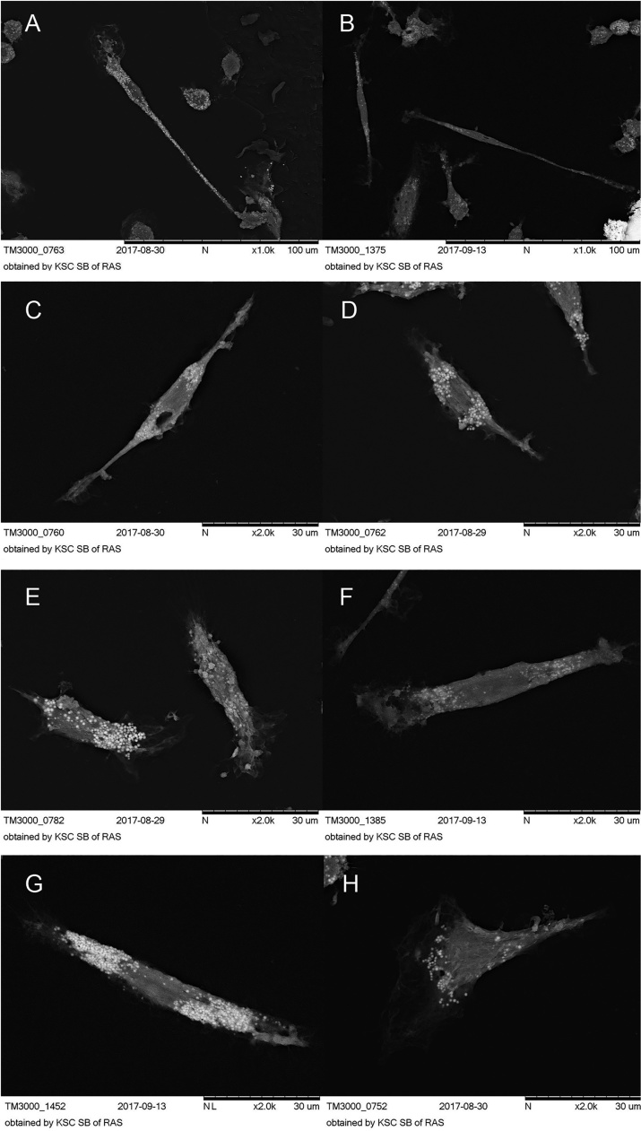 Fig. 4