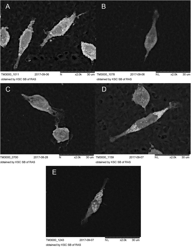 Fig. 8