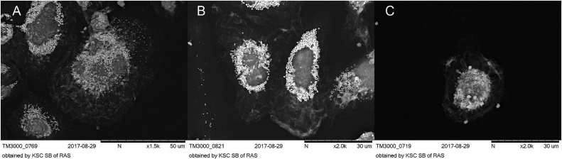 Fig. 2