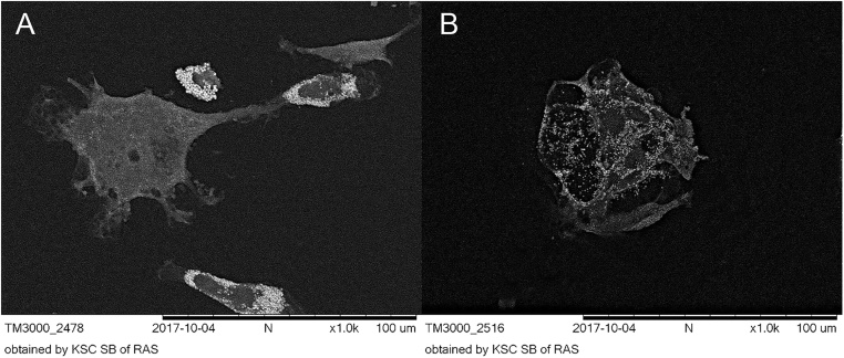 Fig. 10